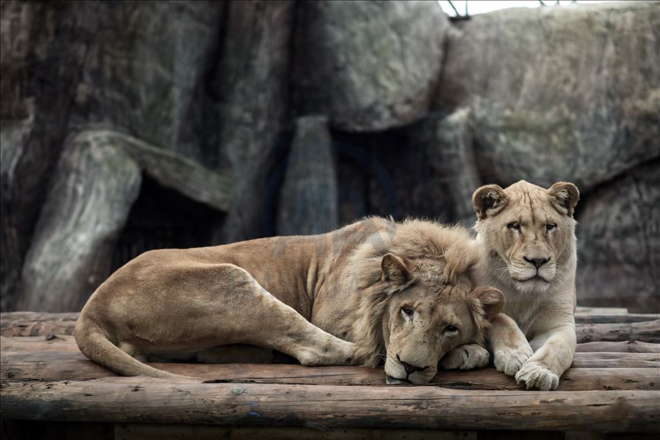 1547_3d8c154f-f511-403f-8fee-f36ab4665382_lion park 1.jpg